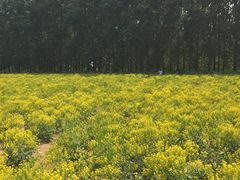 -天津武清北运河郊野公园房车露营地