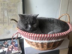 -海边的猫和咖啡馆