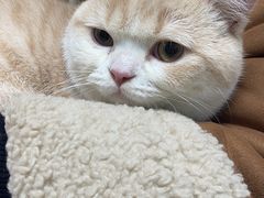 -伟伟宠物医院·CT影像中心·瑞派犬猫综合性门诊(汉口总院)