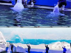 -秦皇岛乐岛海洋王国