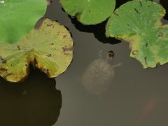 -龙头寺公园