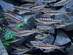 -瑞普利水族馆