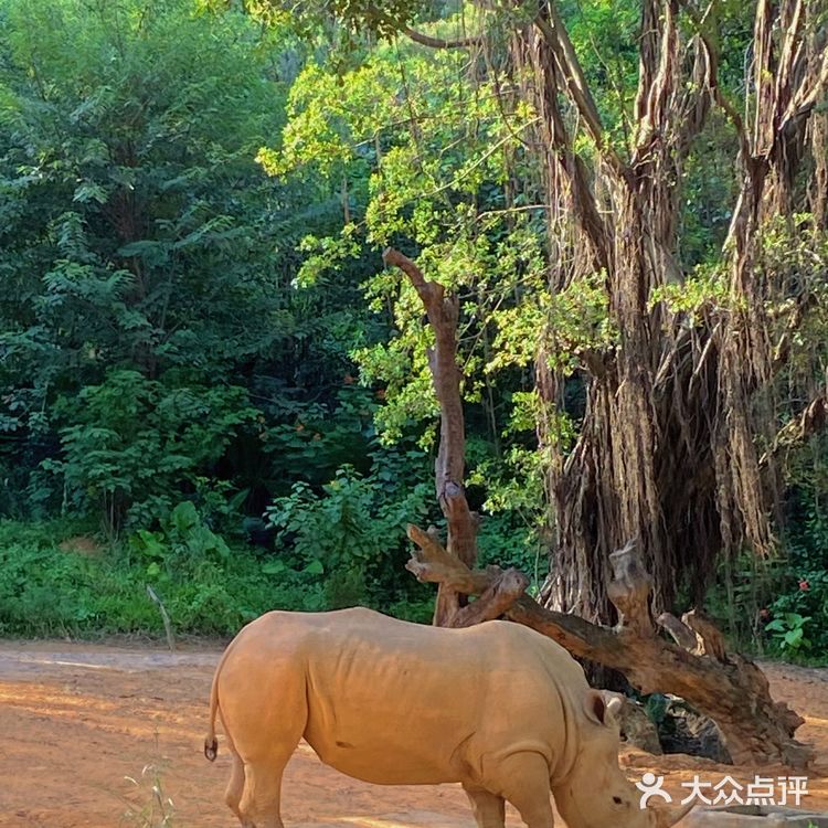 🦒长隆野生动物园游玩攻略｜拒绝踩坑❌注意事项大总结