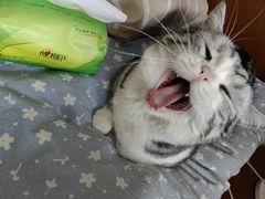 -子乐宠物医院