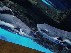 -顺德南宏海立方海洋公园