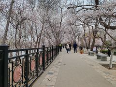 -桃花堤公园