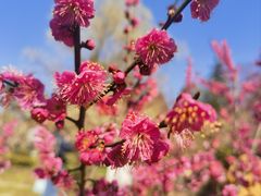 -梅花山(明孝陵内)