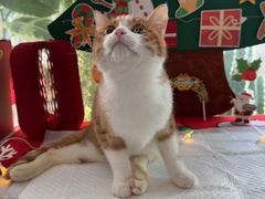 -纳吉亚猫专科动物医院·北北分院