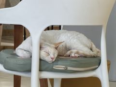 -藏猫猫咖啡主题馆(中央大道店)