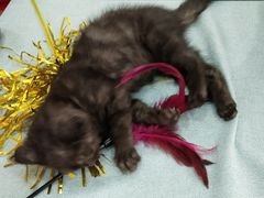-鼓捣猫呢主题猫咖店