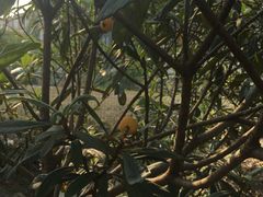 -塘栖枇杷特色园区