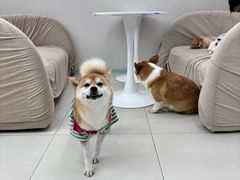 -怪兽屋·羊驼·猫咖·狗咖(俊华广场店)