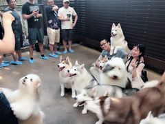 -TrueLove @ Neverland (Husky Cafe)