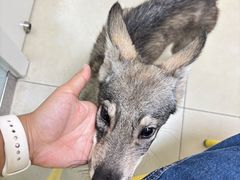 -宠福鑫康馨动物医院·骨科·眼科