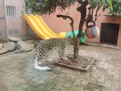 -青藏高原野生动物园