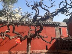 -泰山风景名胜区-普照寺