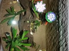 android_upload_pic-百年川椒重庆老火锅(光谷店)