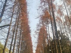 -昆山城市生态森林公园