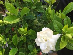-双季花艺园艺市场(浦东店)