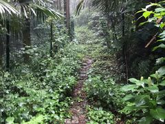 -素山寺森林公园