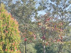 -广州白江湖森林公园