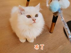 -猫腻·猫咖·撸猫馆(星光大道店)