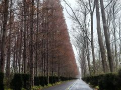 -黄海国家森林公园