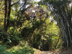 -黄埔油麻山森林公园