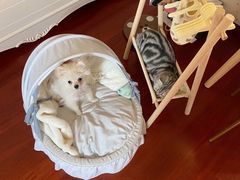 -天使宠物医院·犬猫分诊(彩虹店)