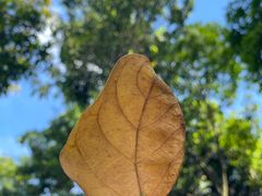 -黄埔油麻山森林公园