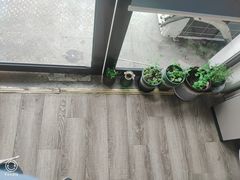 盆栽-糕小爱·动物奶油生日蛋糕定制(合肥总店)