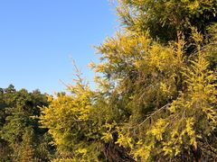 -中山市树木园