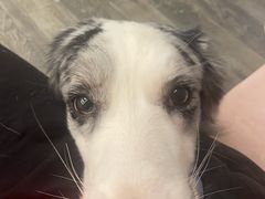 -浣熊柯尔鸭土拨鼠·电玩咖