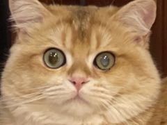 -猫十亿·布偶金渐层·曼基康矮脚猫舍(青年路店)