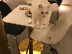 -飞行喵MR PILOT|猫舍·猫咖(静安大融城店)