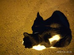 学校的猫-哈尔滨商业大学(南校区)