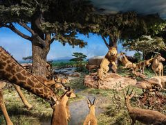 -国家自然博物馆