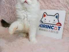 -十年猫舍·猫咪专门店(普陀店)