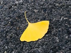 -三里屯东五街银杏大道