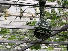 -上海都市菜园