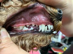 -宠福鑫康馨动物医院·骨科·眼科
