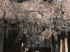 -奈良公园