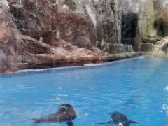 -帝企鹅自助餐厅•儿童岛•真企鹅(长隆企鹅酒店)