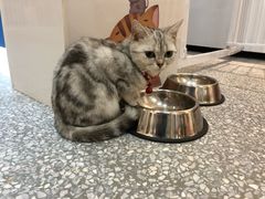 -绒爪撸猫下午茶·猫咖