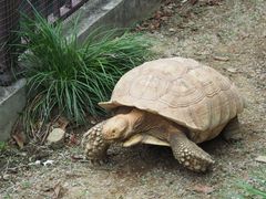 -广东惠东海龟国家级自然保护区