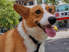 -东莞宠友24H宠物中心医院·转诊夜诊·异宠(新河北路院)