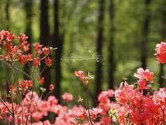 -上海滨江森林公园