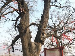 -康陵正德春饼宴26号