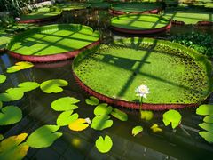 -北京植物园-展览温室