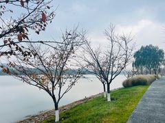 -羊山湖公园
